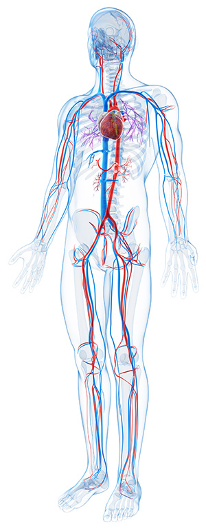 euromedica angiologia chirurgia vascolare