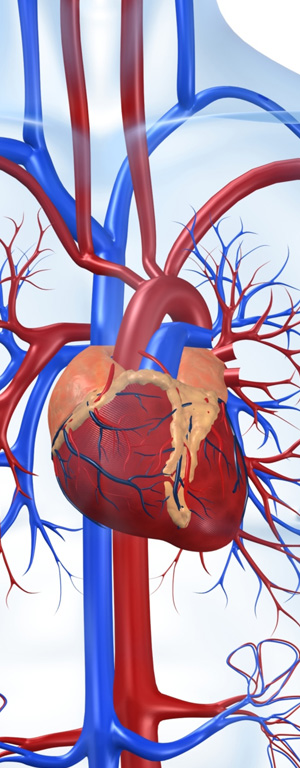 euromedica cardiologia