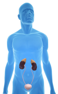 euromedica urologia